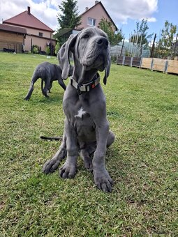 Nemecká doga s PP modrá PES - 4