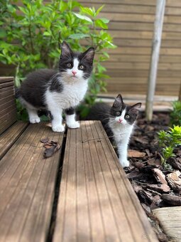 Mix ragdoll - 4