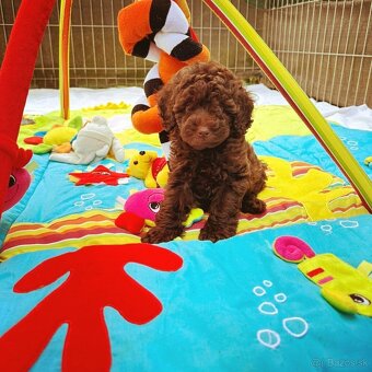 Pudel toy fenka chocolate - 4