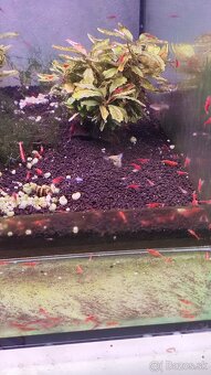 Neocaridina Red cherry premium - 4