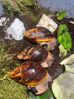 Africký slimák - 4