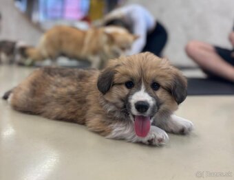 welsh corgi - 4