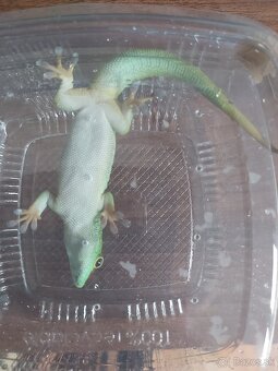 Felzuma madagaskarská - 4