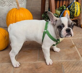 Predám-Francúzskeho buldočeka,buldog,bulldog - 4