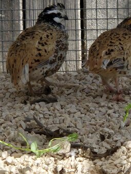 Prepelica viržinská - zlatá - 4