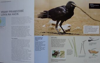 Géniovia sveta zvierat - 4