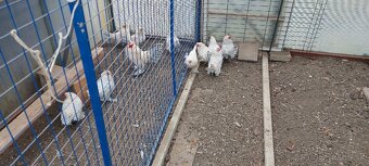 Hempširky a Milflerky - 4