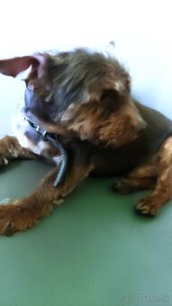 Yorkshire Terier - 4