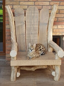 Serval stepny - 4