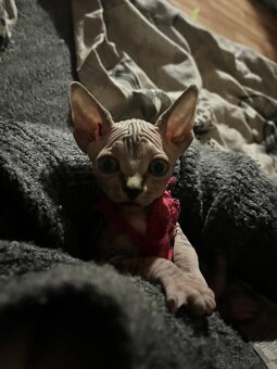 Dón sphynx - 4