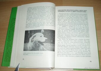 Slovenský čuvač - 4