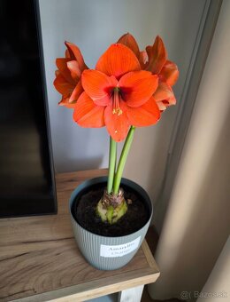 Rozkvitnute kvety Amaryllis - 4