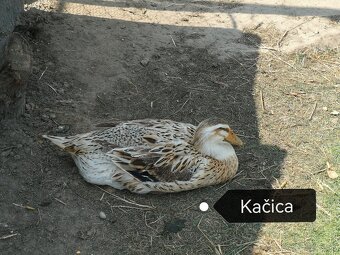Ruánska kačica - 4
