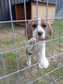 Predaj Beagle Tricolor - 4