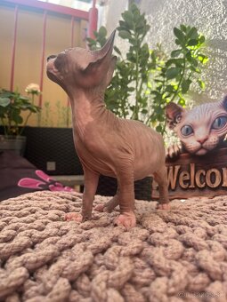 Mačička sphynx - 4