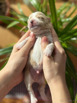 Havanský psík s PP - 4