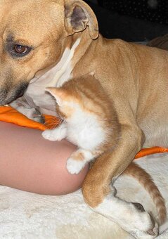 Darujeme staforda – LEN do dobrých rúk - 4