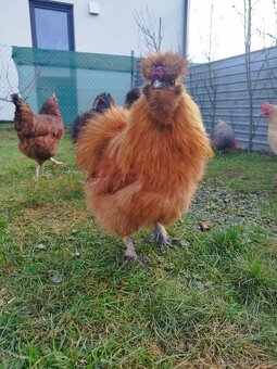 Kohút hodvabnicky - 4