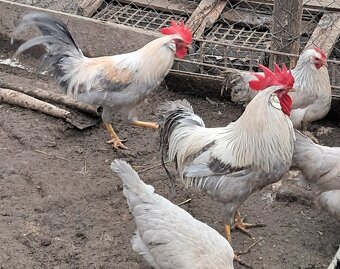 Vlaška izabelová - 4