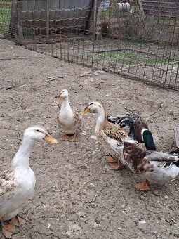 Nasadové vajíčka - 4