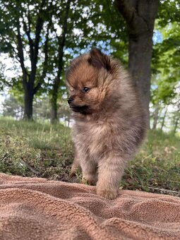 Pomeranian - 4