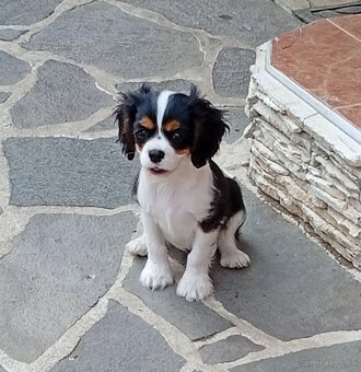 Cavalier, kavalier, cavalier king charles spaniel - 4