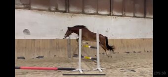 Welsh Pony D - 4