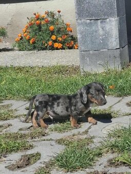 Jazvečík - 4