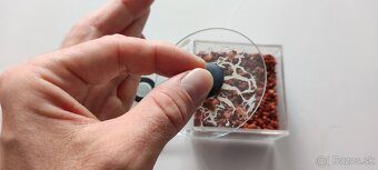 GRINDAL (Enchytraeus Buchholzi) - 4