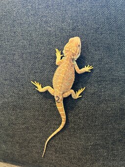 Agama bradatá - samice aj samce - 4