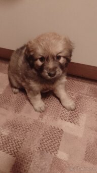 Šteniatka na adopciu Drietoma - 4