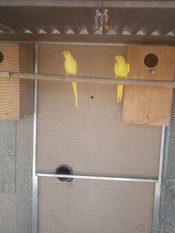 Alexander malý žltý,Samička posledný kus. - 4