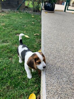 Predám šteniatko bigla. - 4