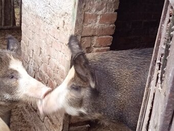 Durok prasa na zabitie 130kg - 4