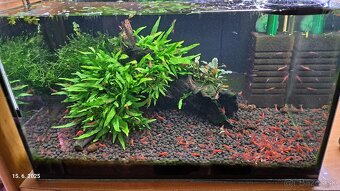 Predam krevetky Neocaridina red cherry - 4