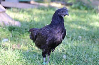 Ayam Cemani kohút - 4