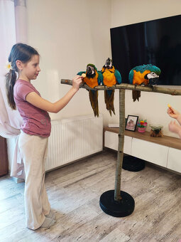 Ara ararauna ručne dokŕmená - 4