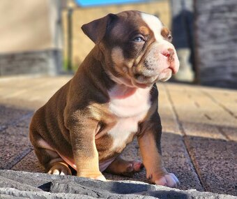 American bully - 4
