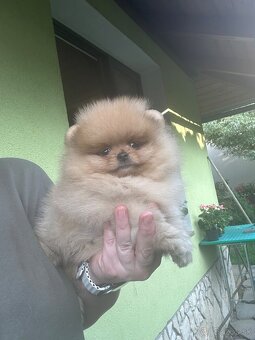 Pomeranian s pp FCI - 4