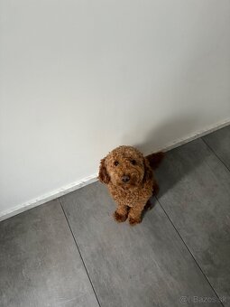 Pudel - 4
