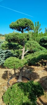 Záhradné bonsaje NIWAKI Pinus nigra - 4