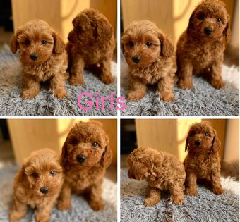 Maltipoo dark red - 4