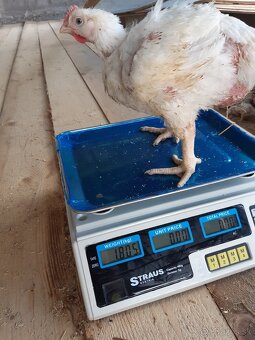 Predám brojlere - 4