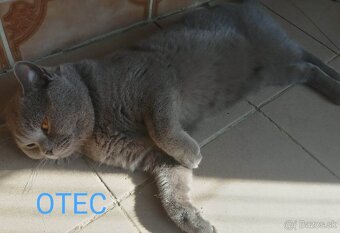 Britské mačiatka rezervácia - 4