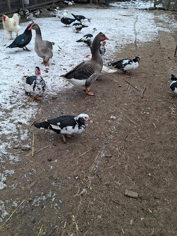 Predám čínske kačice - 4