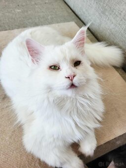 Kocúr Maine Coon s PP - 4
