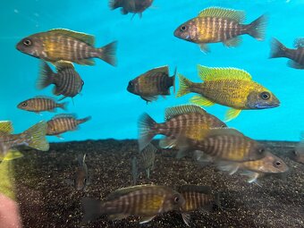 Aulonocara Baenschi Benga - 4