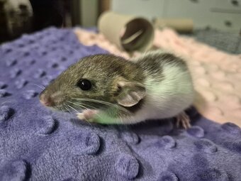 Potkan -potkaníky - 4