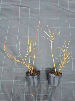 Čučoriedky sadenice - 4