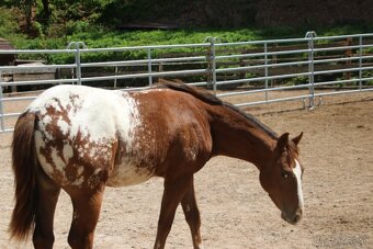Appaloosa zrebceky bratia - 4